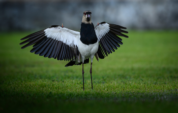 The southern lapwing / The southern lapwing