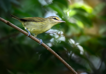 Yucatan Vireo / Юкатанский виреон — тропическая птица, обитающая в южной Мексике, Центральной Америке и на некоторых островах Карибского моря, известная своим постоянным пением и предпочтением прибрежных местообитаний, как подробно описано на сайтах по наблюдению за птицами.
Этот вид, научное название которого Vireo magister, напоминает красноглазого виреона по размеру, но имеет более крупный клюв с видимым крючком, и самцы, и самки имеют схожую внешность, согласно орнитологическим ресурсам.
Поведение птицы включает гнездование в развилках деревьев с гнездами из коры, растительных волокон, травы и паутины, откладывая от трех до пяти пятнистых яиц, как отмечено в базах данных по естественной истории.