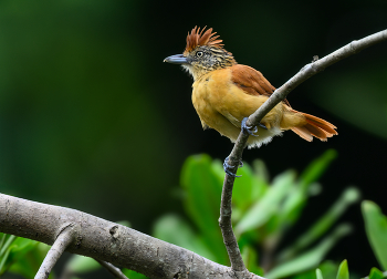 Barred Antshrike (f) / Полосатый муравьед, представленный в посте, — небольшая птица из семейства муравьедов, известная своим характерным полосатым узором и пушистым хохолком, обычно встречающаяся в Мексике, Центральной Америке, Тринидаде и Тобаго и большей части Южной Америки.

Этот вид демонстрирует значительный половой диморфизм, то есть самцы и самки имеют разную внешность, а самка, изображенная на изображении, имеет красновато-коричневое оперение.

Вокализации птицы различаются в зависимости от региона, описываемые как крики, похожие на крики вороны, или последовательности, похожие на смех, и в основном она ищет насекомых и мелкую добычу в густой листве, редко присоединяясь к смешанным стаям.