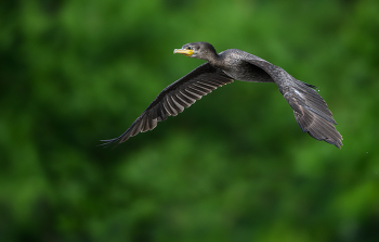 Neotropic Cormorant / Неотропический баклан, представленный в посте, — птица среднего размера, обитающая от юга США до юга Южной Америки, известная своим нырянием и рыболовством в защищенных водоемах, таких как озера и пруды.