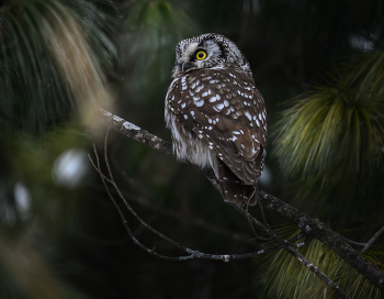 Boreal Owl / Мохноногий сыч, представленный в посте, — небольшая сова, обитающая в густых бореальных и субальпийских лесах на севере Северной Америки и Евразии, часто встречающаяся в старых лесах в качестве убежища и источника добычи.
Известный под научным названием Aegolius funereus, он был впервые описан Карлом Линнеем в 1758 году и характеризуется пятнистым коричнево-белым оперением, желтым клювом и асимметричными ушами, которые повышают его охотничьи способности.
Скрытный характер совы и удаленная среда обитания делают ее редкой для наблюдения, поскольку ее популяции колеблются из-за циклов добычи, но она не подвергается большому риску в северных регионах из-за недоступных мест размножения.