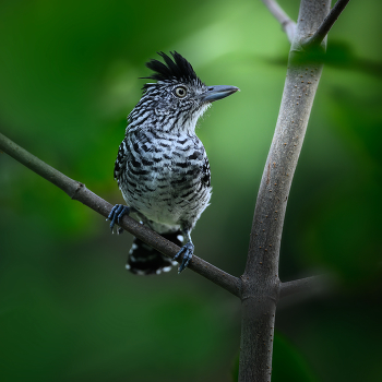 Barred Antshrike (male) / Полосатый муравьед, представленный в посте, — небольшая воробьинообразная птица из семейства тамнофилид, известная своим характерным полосатым рисунком и пушистым хохолком, обычно встречающаяся в Неотропиках от Мексики до Южной Америки, за исключением Чили и Уругвая.
Этот вид демонстрирует значительный половой диморфизм: самцы, как тот, что показан, имеют яркие черно-белые полоски, в то время как самки более красновато-коричневые, и они в основном питаются насекомыми и мелкими существами в густой листве, редко присоединяясь к смешанным стаям.