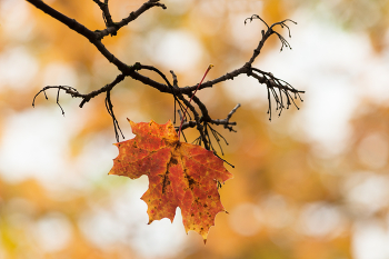 Этюды Осени. / Осень. Клён.