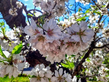  / Reus - ametller en flor - Baix Camp