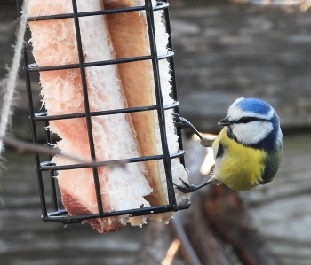 Лазоревка / ***