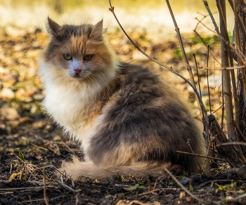Мартовский ) / ***