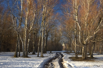 Весеннее утро / Березовая роща