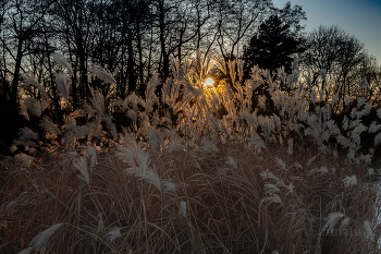 Закатное солнце / Путешествие в Тарусу
