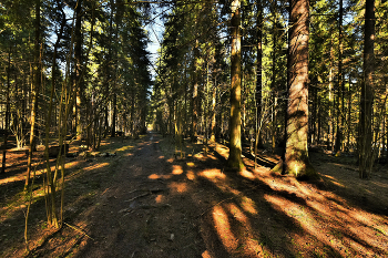 Бесснежный мартовский лес в Подмосковье ... / ***