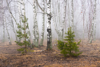 Туманным утром / Мартовские зарисовки