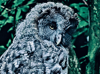 Лапландка / Лапландская бородатая неясыть (Strix nebulosa lapponica)

https://photocentra.ru/work/1094291