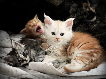 Гнёздышко / ***