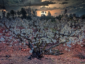  / Els Guiamets - ametller florit a la matinada - Priorat
