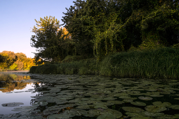 Осень в Проливе. / ***