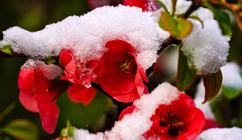 Этот апрель... / Крым, Симферополь, Ботанический сад КФУ