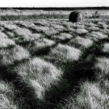 **Тени.* / **Томская область.*