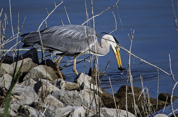 Рыбюалка с берега / ***