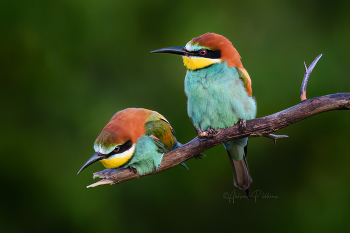 Ситуация / Золотистые щурки
Bee-eater