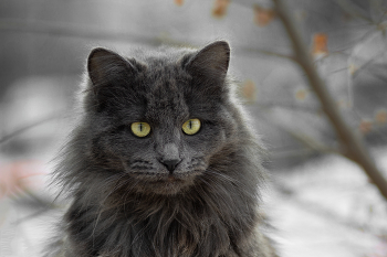 "Хиппи лохматый" / Дворовый кот Нибелунг - https://lapkins.ru/cat/nibelung/