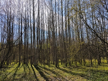 / Весна..
