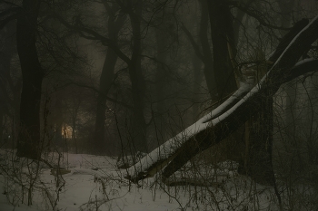 Ночь / Зимняя роща