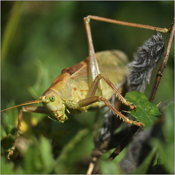 Тяжелая жизнь кузнечика. / Кузнечик бородавочный - Decticus verrucivorus. Окраска различная (зелено-черно-бурая). Живет на влажных и сухих лугах в полях.не потревоженный, передвигается пешком. Прыгает далеко. Ест насекомых, иногда растения.