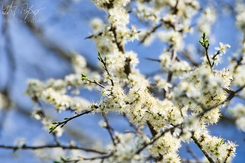  / Schwarzdorn mit Blüten im Frühling.