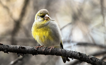 Зеленушка. / ***