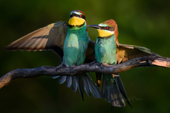 Куролесовы) / Золотистые щурки
European Bee-eater
Солнце встаёт. Тени.