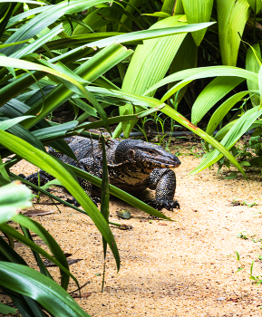 Полосатый варан / Такой гость зашел к нам на вилу. Шри Ланка.