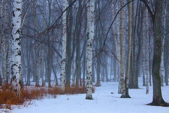 Март / Март в лесу