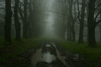 Весенняя дорга / Туман