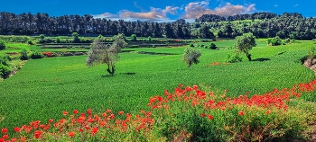  / Els Omells de Na Gaià - camps verds i florits - L'Urgell