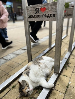 Притомило солнце ясное, надо бы поспать слегка. Моя парковка занята! / Зеленоградск - город кошечек или кошачий рай. Гладят, кормят и посплю. Чувствую себя в раю!