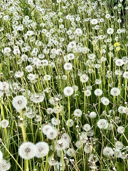 Майское настроение / ***