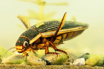 &nbsp; / Gelbrandkäfer( Dytiscus marginalis ),
die Taucher unter den Käfern