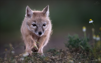 Шаг в неизведанное / Корсачок ( молодой корсак, степная лисица, Vulpes corsac ).
Один из самых таинственных и осторожных обитателей калмыцких земель.
Он ещё так мал, но в его взгляде уже светится дух степи.
Острые ушки ловят каждый шорох, а мягкие лапы уверенно ступают по теплой земле.
Среди травы и ветра рождается настоящий охотник, будущий хозяин этих бескрайних просторов.
Шаг за шагом он вписывает своё имя в сухую землю Калмыкии…
Республика Калмыкия.
Май 2025г.
© https://phototravel.pro