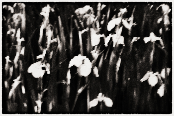 Дикие ирисы... / Гулял вчера по парку.