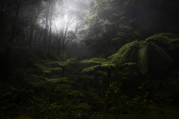 Rain forest / Азорские острова