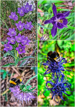 &nbsp; / Rojals (Montblanc) - flors a la natura - Conca de Barberà