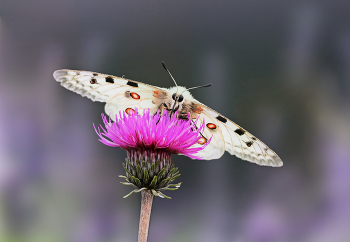 Аполлон / ...