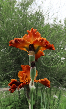 Устремлённый ввысь / Ирисы в моем саду
Iris in my garden (a series)
