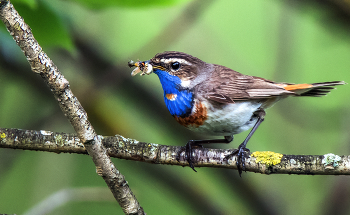 Варакушка. / ***