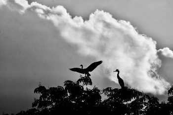 ЦАПЕЛЬКИ ч/б / Серая цапля (Ardea cinerea)

&quot;Наиболее обычный и распространенный вид цапель. Кормится на самых разных водоемах. Гнездится колониями. Гнезда обычно располагают на деревьях в труднодоступных участках леса&quot;.
