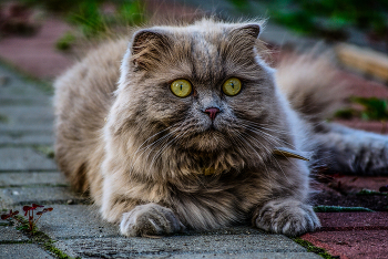 Зеленоглазая / Nikon D3000