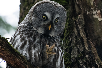 Бородатая неясыть (лат. Strix nebulosa) / Бородатая неясыть (лат. Strix nebulosa) — вид сов из рода неясытей и семейства совиных. Русское название получила за чёрное пятно под клювом, похожее на бороду.