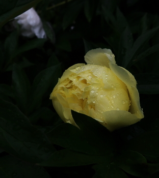 Жёлтый под дождём / Жёлтый пион - красавец, страдает от дождей
Peonia suffers under the rainy sky