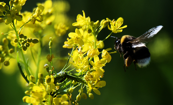 В мире шмелей и пчел. / ***