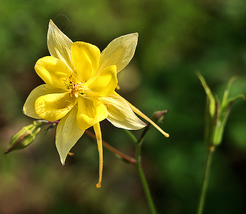 Золотая аквилегия / ***