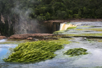 У водопада / Водопад Кайетур (Kaieteur Falls)